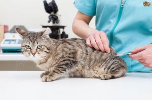 Короновирусная инфекция -заболевание кошек