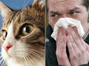 Аллергия на котах