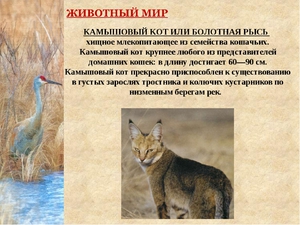 Камышовый кот или болотная рысь - хищное млекопитающее 