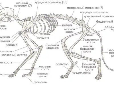 На рисунке изображены реконструкции скелета черепа тела и внешнего вида вымершего примата ардипитека