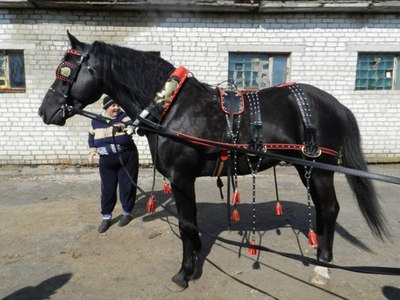 Сбруя для девушки фото