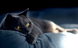 Характеристика породы русской голубой кошки