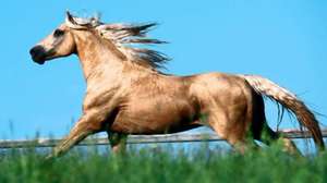 Чистокровная арабская лошадь 