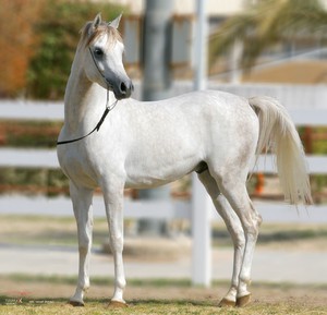 Как ухаживать за арабской лошадью