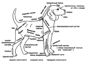Анатомия собаки