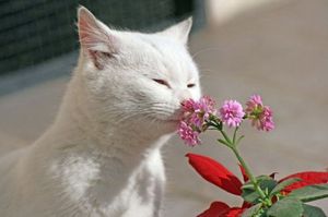 Отпугивающий запах для кошек