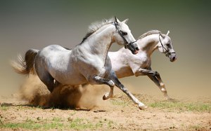 Скорость лошадей