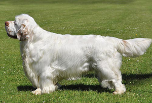 Кламбер спаниель - красивая собачка