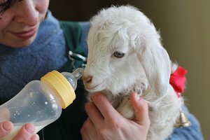 Как кормить новорожденных козлят