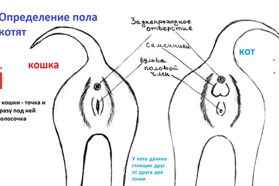 Как определить пол маленьких котят