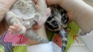Как выглядит новорожденный котенок