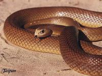 Самая ядовитая змея в мире Тайпан