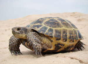 Сколько живет черепаха в природе - разные виды