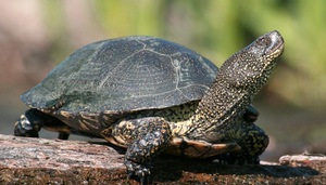 Сколько могут прожить в естественных условиях болотные черепахи