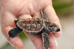 Морские черепахи - долгожители или нет?