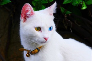 Кошка турецкий ван