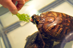 Как часто надо кормить красноухую черепаху