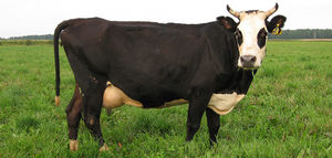 Ярославская молочная порода коров