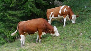 Две коровы пасутся на лугу