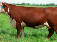 Герефордская корова - особенности породы