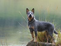 Описание пастушьей собаки из Австралии