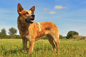 Австралийская пастушья собака красного окраса
