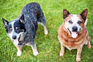 Две австралийских пастушьих собаки голубого и красного окрасов