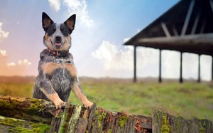 Австралийская пастушья собака - жизнь на ферме
