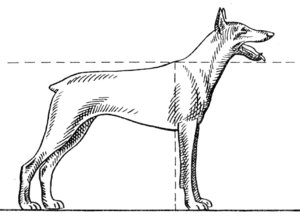 как измерить высоту собаки