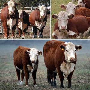 Герифордские коровы и бык показаны на фото