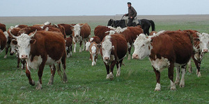Коровы на выпасе - Герефорды