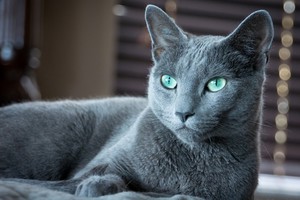 Русская голубая кошка с выразительным взгядом