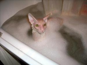 Котик корниш-рекс купается в ванной