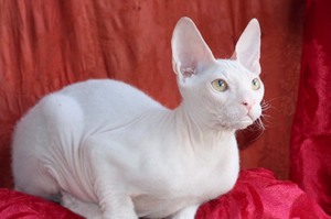Белая кошка Корниш-рекс