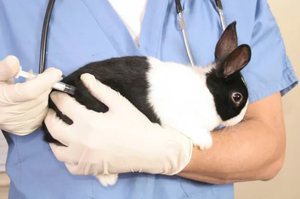 Прививки кроликам в домашних условиях