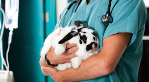 Вакцинация кроликов в домашних условиях