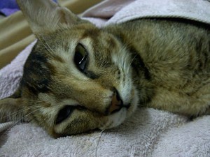 Чумка у кошек лечение