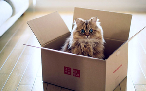 Зачем котам коробки