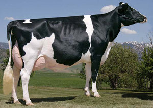 Голштинская порода коров - особенности