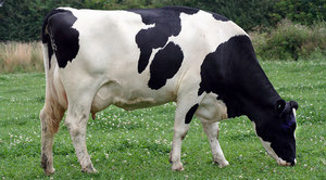 Голштинская корова - что это за порода