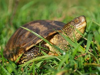 Чем питаются речные черепахи