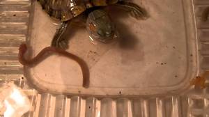 Черепаха ест червя - интересные фото