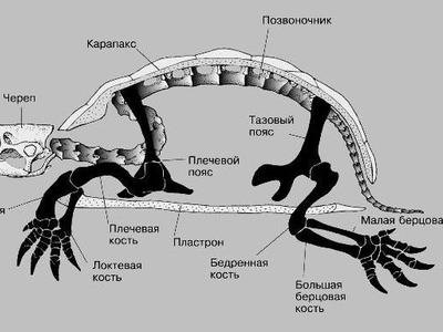 Особенности внутреннего строения черепах