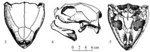 Черепаха Dermochelys coriacea - скелет