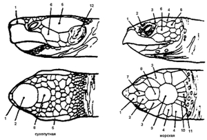 Расположение щитков на голове у черепах - разные виды