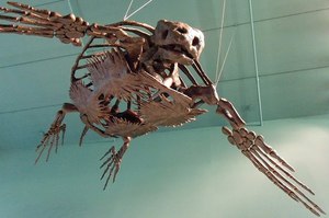 Скелет черепахи - особенности
