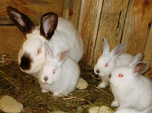 Крольчиха с крольчатами в домашних условиях