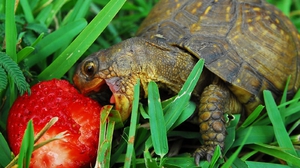 Пища черепахи