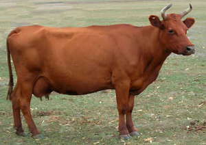 Красная степная молочная порода коров