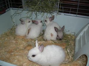Декоративные кролики в домашних услвоиях